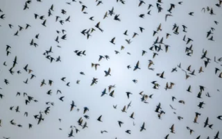 Andorinhas-azuis em Coari (AM): o que muda com a revoada?