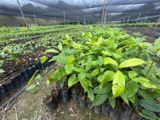 AGRICULTURA – Porto Velho amplia produção de cacau com mudas e tecnologia