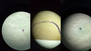 Microplásticos em peixes do Tumucumaque: o que isso significa para você