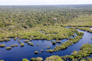 Restauração na Amazônia: 11 projetos recebem R$ 69,5 milhões
