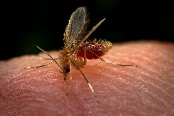 mosquito transmissor da leishmaniose
