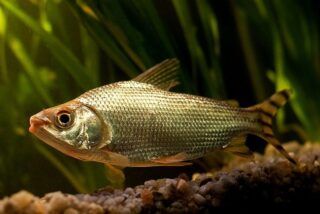 Jaraqui: peixe vira patrimônio cultural do Amazonas; o que muda