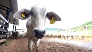 Abate de bois bate recorde histórico pelo 2º ano seguido