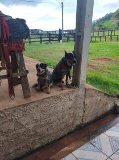 Cachorro resgatado após ser mutilado é adotado em Cabixi, RO