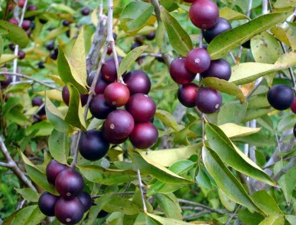 alimentos amazônicos: camu-camu