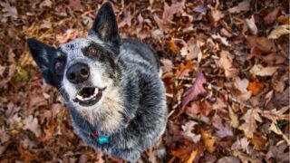 Homem é preso após atacar cão com roçadeira
