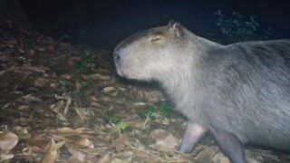 Polícia prende seis por agredirem capivara