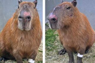 Crueldade no RJ: Grupo é preso por atacar capivara