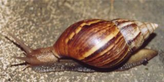 Caracol africano: alerta de saúde em São Luís (MA) e riscos para moradores