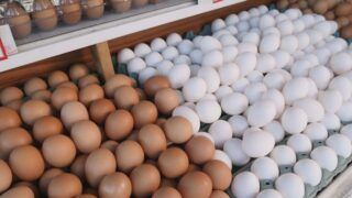 Dicas para aumentar a produção de ovos e frango caipira