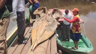 Crânio de cachalote raro no Amapá: o que o achado no Bailique revela