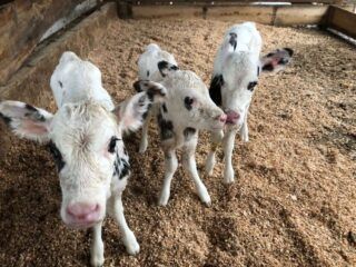 Mortalidade de bezerras cai de 10% para menos de 3% em fazendas