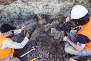 Novo dinossauro de 20m é descoberto no Maranhão: veja fotos