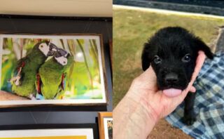 Fotos para ajudar animais: exposição em Macapá arrecada fundos