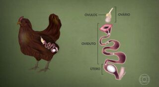 Galinha leva cerca de 25 horas para formar um ovo; veja como acontece
