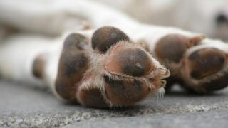 Homem é denunciado por matar cães com pé de cabra