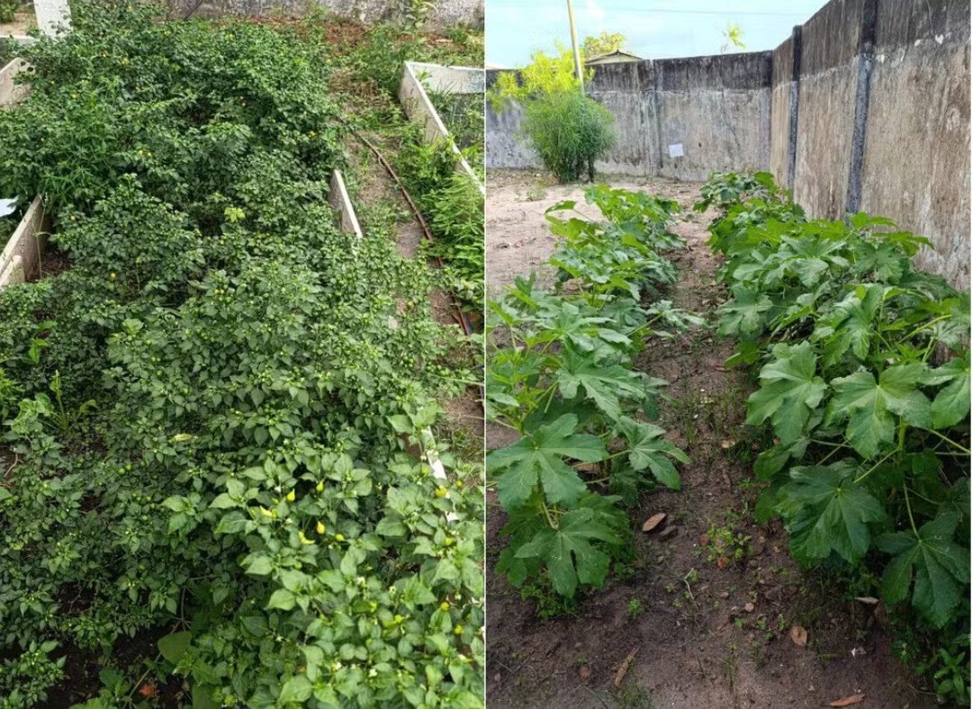 Projeto Educação Sustentável implementa 'hortas pedagógicas' em escolas estaduais nas zonas urbana e rural do estado.