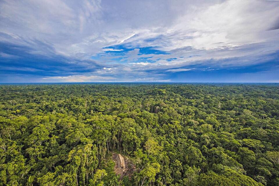 floresta na amazônia