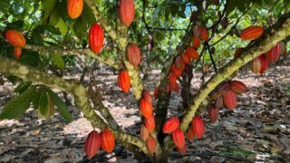 Início da Colheita do Cacau em Rondônia acontece em Jaru nesta sexta-feira, 27