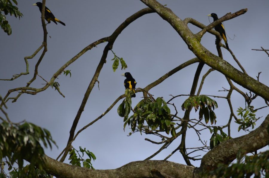 japiim, ave da amazônia
