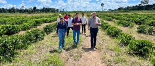 Jean Oliveira destina mais de 200 mil mudas de café para produtores de Candeias do Jamari