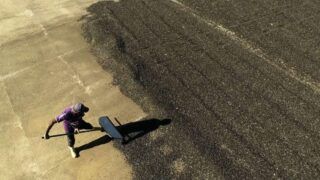 Carteira assinada na colheita do café evita exploração e não afeta benefícios sociais