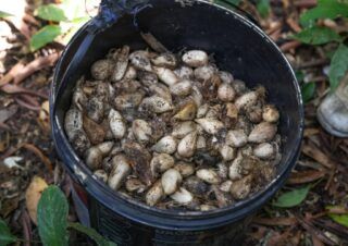 Murumuru do Pará: estudo revela alternativa para fármacos e cosméticos