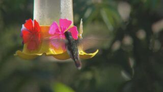Observação de aves impulsiona turismo em Piedade (SP)