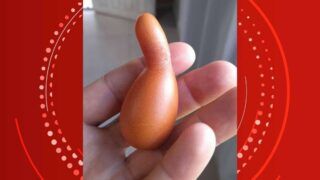 Ovo de formato incomum chama atenção de produtor em RO