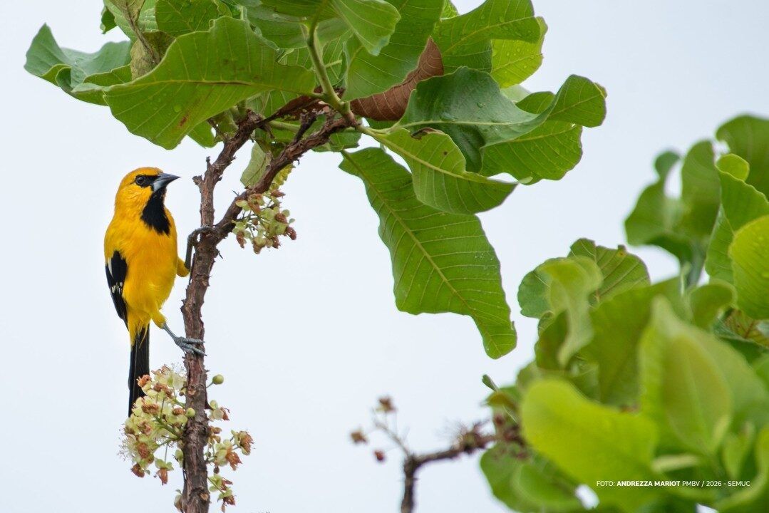 observação de pássaros bosque dos papagaios boa vista roraima