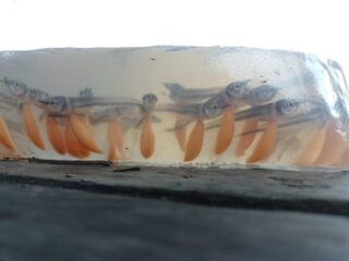 Pesca de Aruanã em Maraã (AM): o que muda para pescadores?