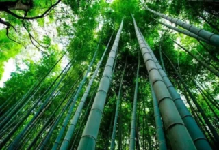 Bambu na Amazônia: estudo revela potencial econômico em Ucayali