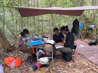 Pesquisa aponta declínio de aves na Amazônia e alerta para ‘primavera silenciosa’