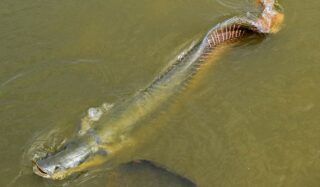 Pirarucu: por que o peixe da Amazônia virou invasor?