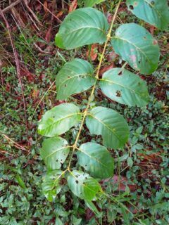 Unha-de-gato no Pará: Ufopa busca salvar planta medicinal