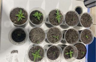 Maconha cultivada em apartamento é apreendida em Porto Velho