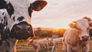 Polícia recupera gado furtado