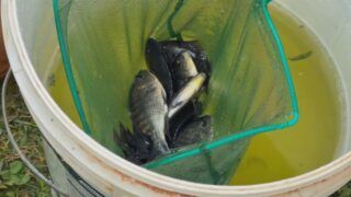 Cresce produção de tilápia em SP com tecnologia