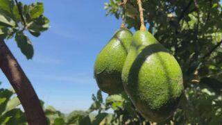 Safra de abacate em Tupã bate recorde após perdas