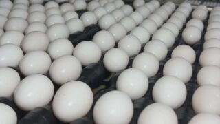 Ovos: produtores se preparam para a Quaresma com preços menores