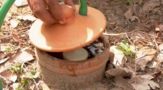 Sistema de irrigação com potes de barro ajuda agricultores do Pará a enfrentar a seca