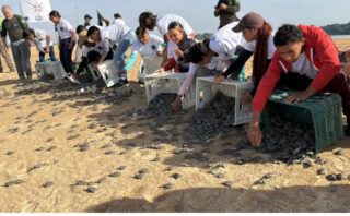 Tartarugas da Amazônia: comunidade de Sacaí (RR) protege e bate recorde