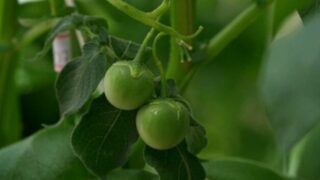 Batatas com ‘tomatinhos’? Entenda o que aconteceu em MG