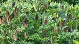 Festa das Árvores em Belém: trilhas no Museu Goeldi e homenagem ao jacarandá